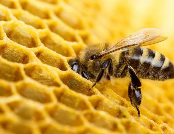 Пчелар: Българският мед не се изнася в чужбина, защото при анализ излиза глифозат
