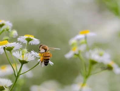 Близо 2 000 пчелари са потърсили финансиране от Националната пчеларска програма