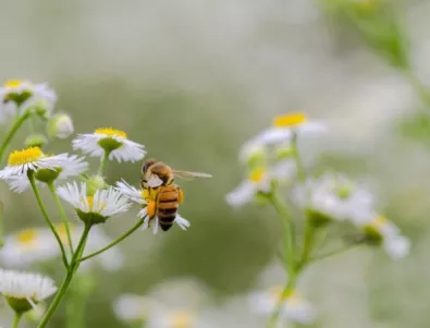 Летящите насекоми в Германия изчезват