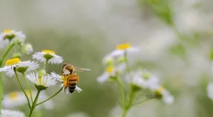 Пчеларите ще получат държавна помощ в размер на 2,4 млн. лв.