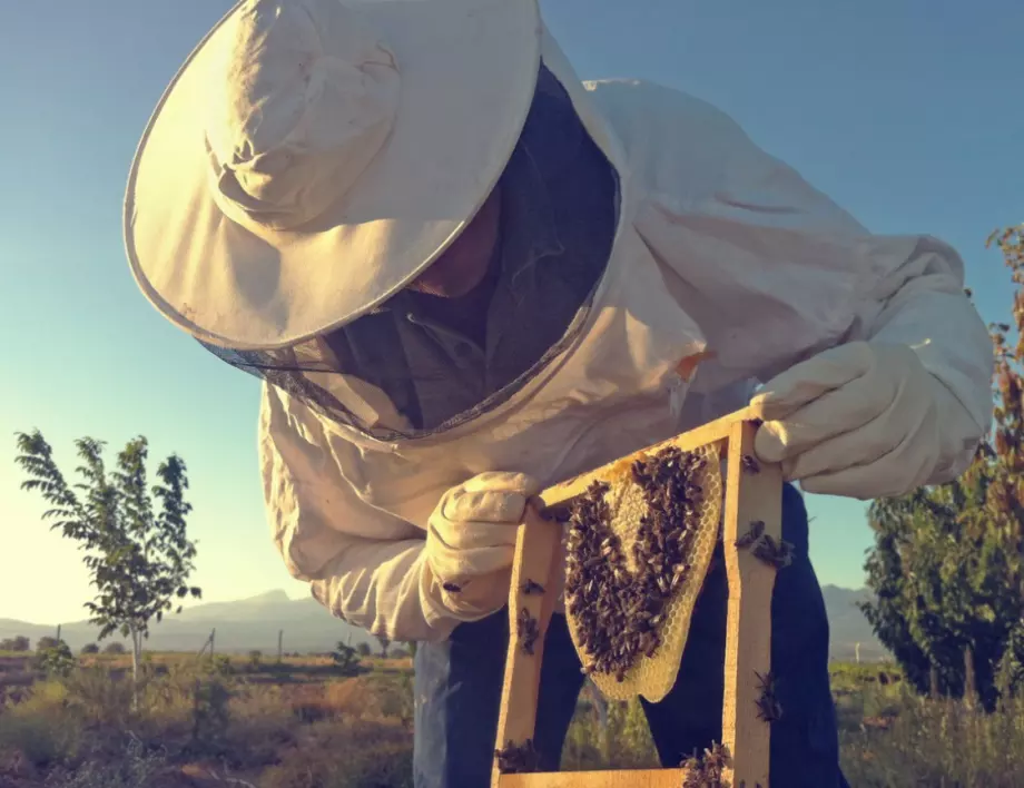 Държавата се готви да спира пестициди, вредни за пчелите