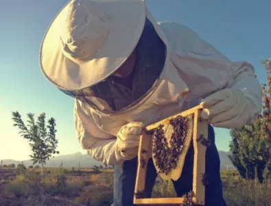 Пчелари от цяла България излизат на протест с конкретни искания