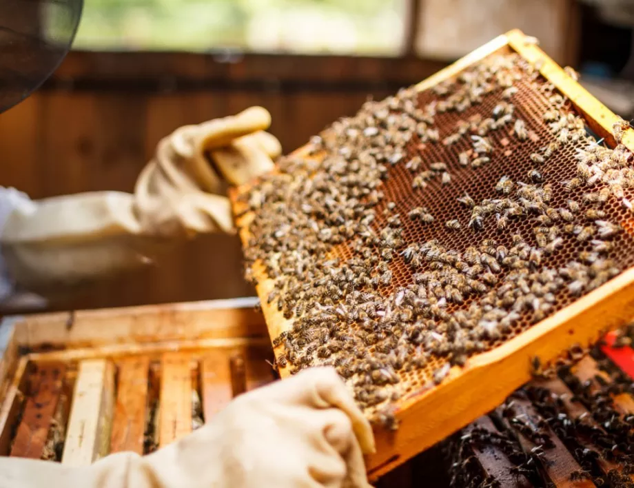 Пчелари във Варненско готвят протест 