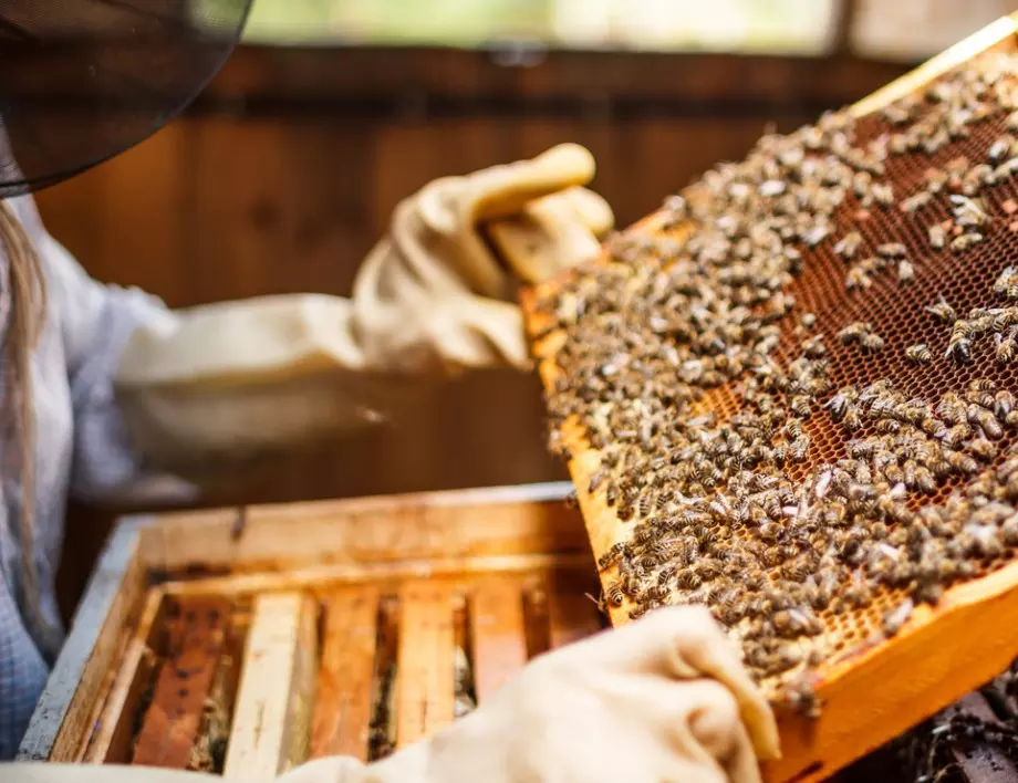 Над 1500 семейства у нас вече са осиновили пчелен кошер 