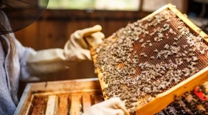 ДФЗ изплати над 3 млн. лева на пчелари 