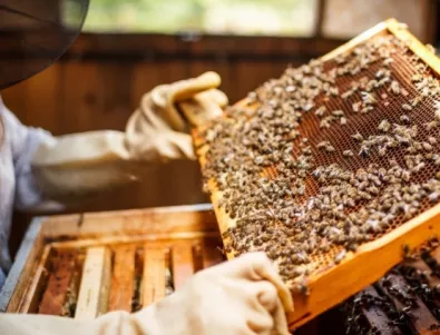 Предвиждат по-строг контрол на пръсканията по въздух заради пчелите