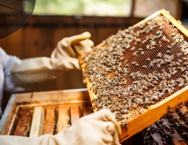 България е сред лидерите в Европа по брой биологични пчелни кошери 