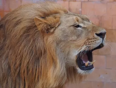 Издирват лъв, убил човек в кенийската столица 