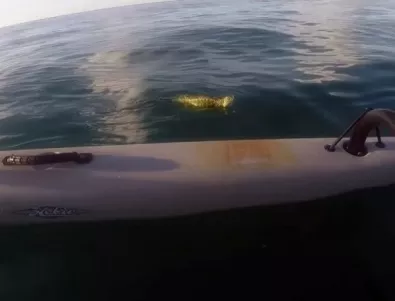 Мъж спаси от сигурна смърт игуана насред океана (ВИДЕО)