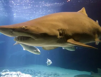 Двама пострадаха тежко при атака на акула в Австралия 