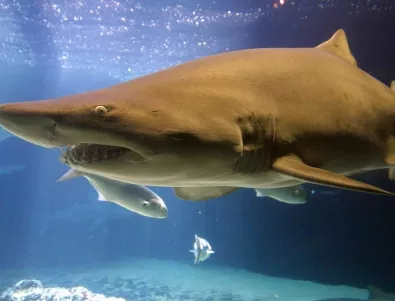 Създадоха материал за хидрокостюми срещу ухапвания от акули 