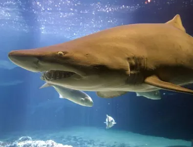 Жена загина след атака на акула край Нова Зеландия 