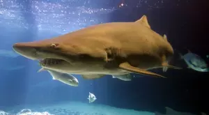 57-годишен мъж загина след нападение на акула в Тихия океан