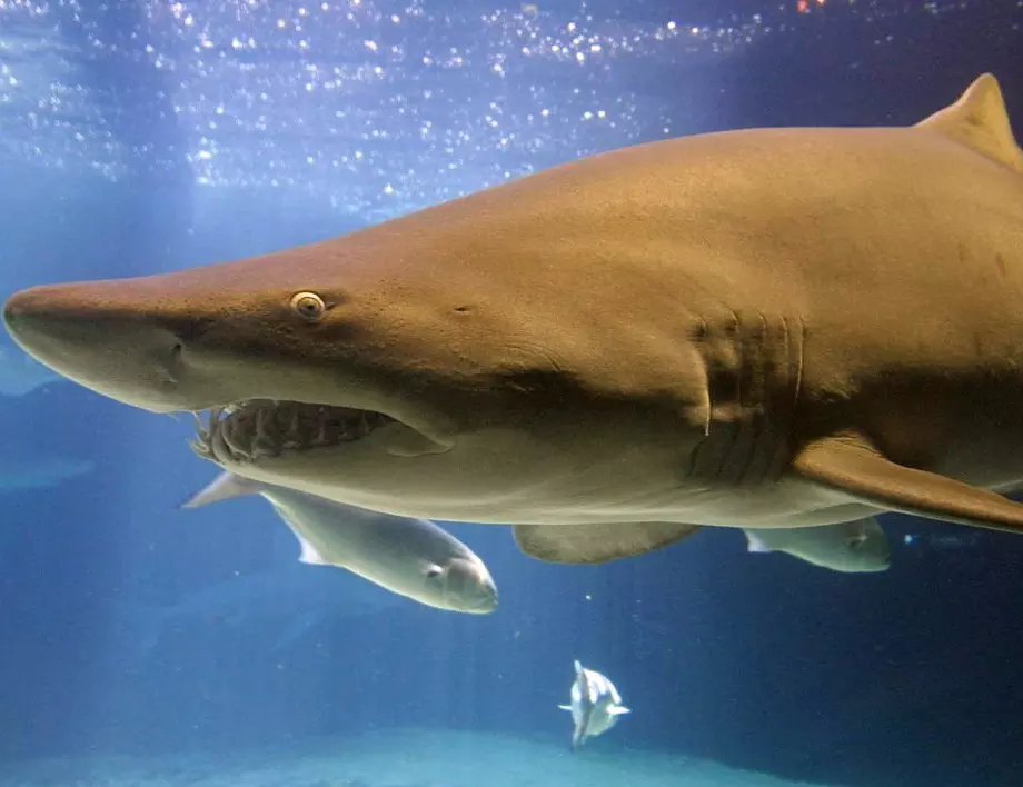 Откриха най-старата жертва на нападение от акула 