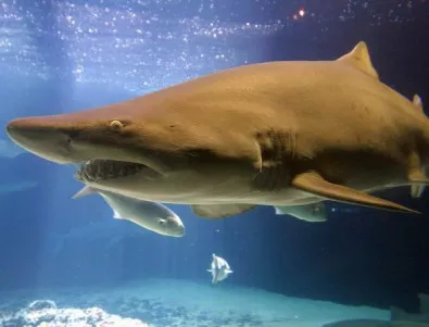 Водолаз гали кръвожадна акула (ВИДЕО)
