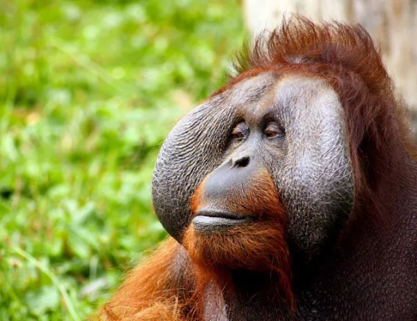 Нов вид орангутан е най-застрашеното животно в света