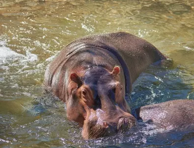 В Колумбия се чудят какво да правят с хипопотамите на Пабло Ескобар 