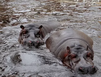 В Колумбия се  чудят какво да правят с „кокаиновите” хипопотами на Ескобар 