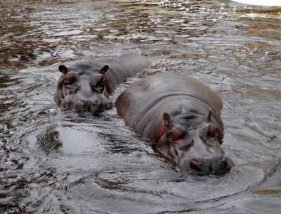 В зоопарка в Йерусалим почина най-старият хипопотам в света