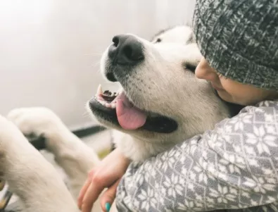 Бездомно куче спасява жена от уличен крадец (ВИДЕО)