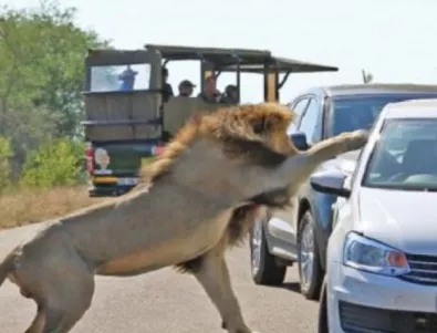 Лъв напада автомобил пред погледа на изумени туристи (ВИДЕО)