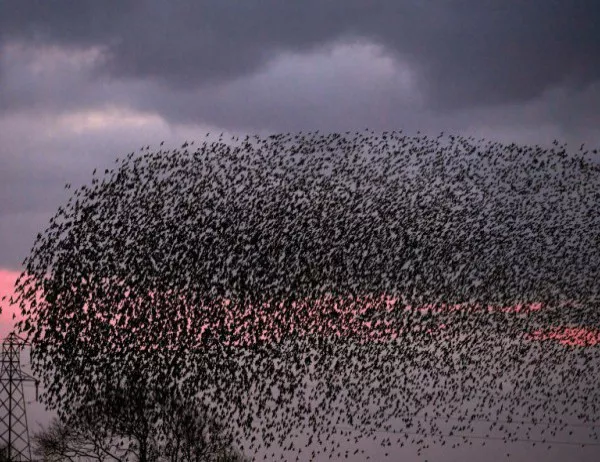 Близо 1000 водолюбиви птици зимуват по поречията на Марица 