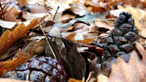Прогноза за времето - 1 декември (петък)