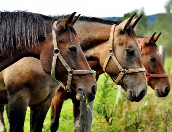 МВР продава на търг коне от конната полиция 