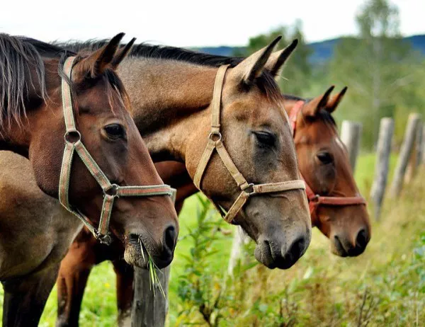 Конна езда ще помага на ученици със СОП в Лясковец