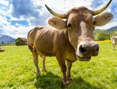 В Индия пият кравешка урина срещу коронавирус 