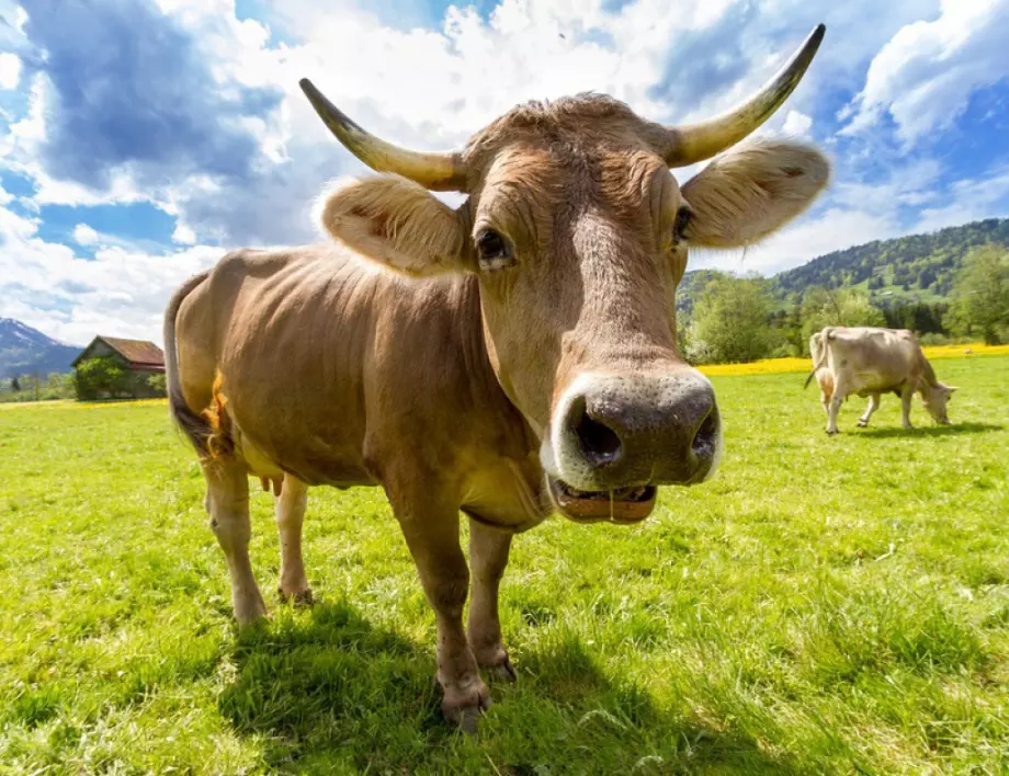 30 забавни факта за кравите