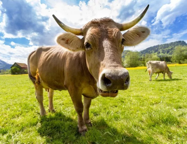 В Полша кравите се возят в коли (ВИДЕО)