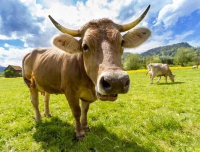 В Девин съдят албанци, пресекли границата да търсят крави