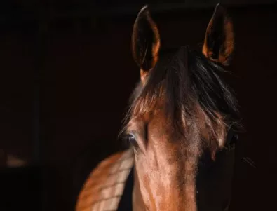 Десетки коне са убити  в Правец и Ботевград