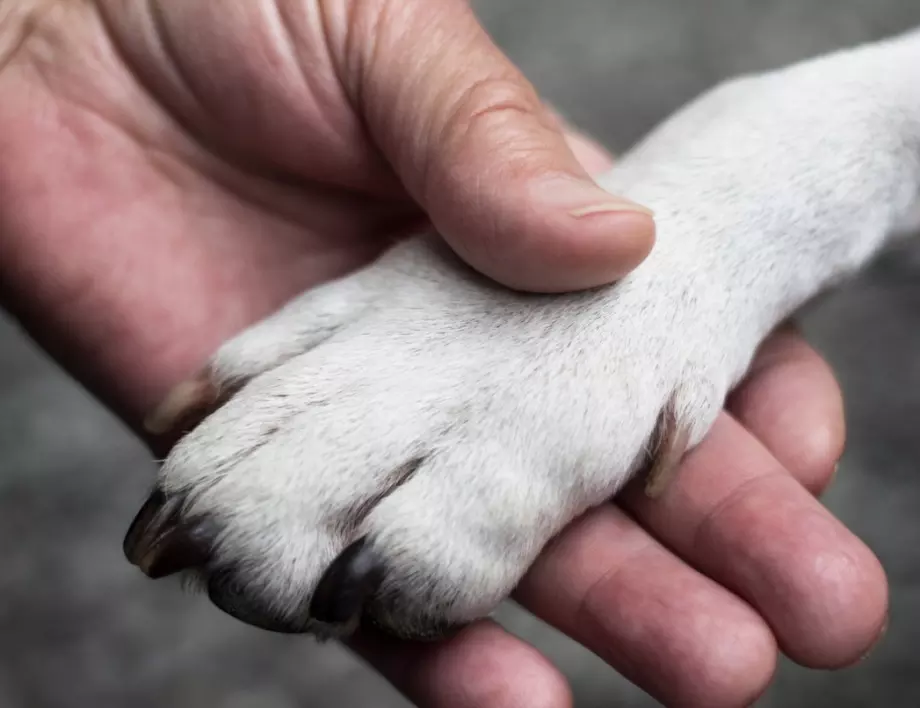 Куче в Ухан 3 месеца чака стопанина си в болницата, където починал (СНИМКИ)