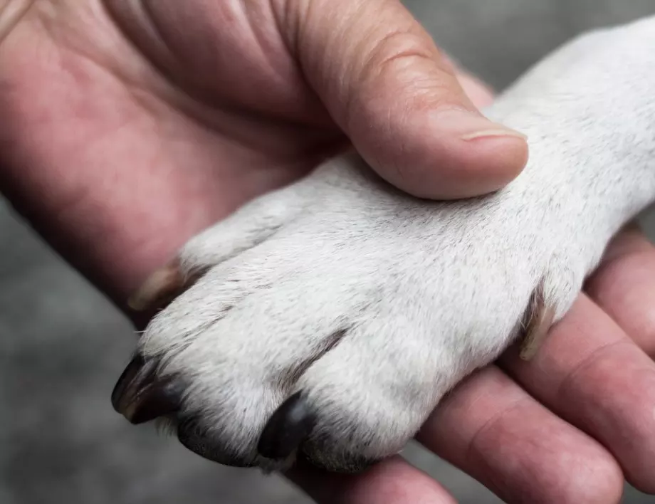 Мексиканският Хачико: Куче чака всеки ден своя приятел на автогарата в Чапала