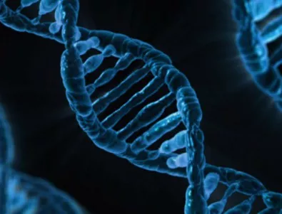 Няма човешко ДНК в генома на последните неандерталци на Земята