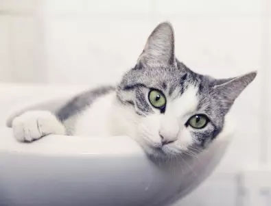 Пияница изпра котката в пералнята за отмъщение на жена си 