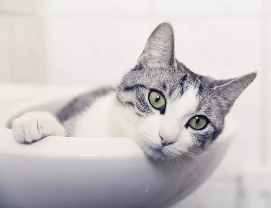 Пияница изпра котката в пералнята за отмъщение на жена си 