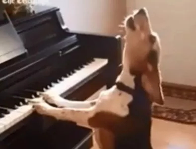 Това куче е истинският Бетовен (ВИДЕО)