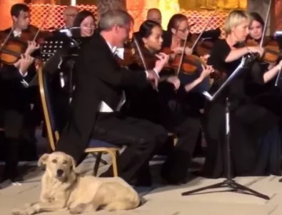 Куче нахлу на сцената по време на изпълнение на Виенската филхармония (ВИДЕО)