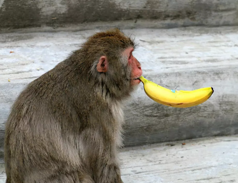 Хуморески – как пак ни правят на маймуни за всичко