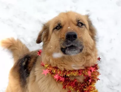 Канадска фигуристка спаси корейско куче, отглеждано за ядене (СНИМКА)