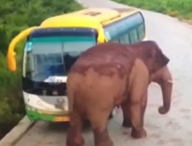 Слон напада автобус на пътя (ВИДЕО)