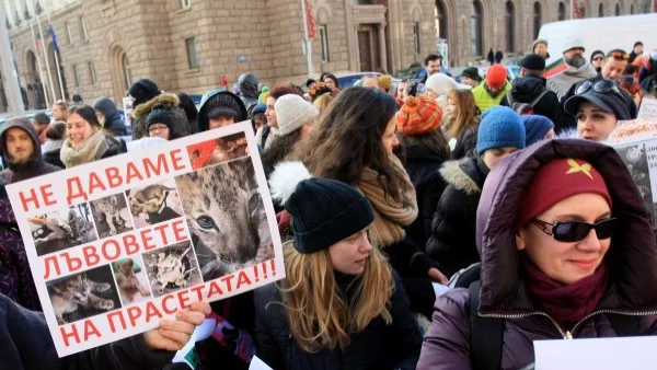 Кметът на Пазарджик щял да се бори за лъвчетата Масуд и Терез