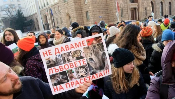 Утре лъвчетата Масуд и Терез заминават за Холандия