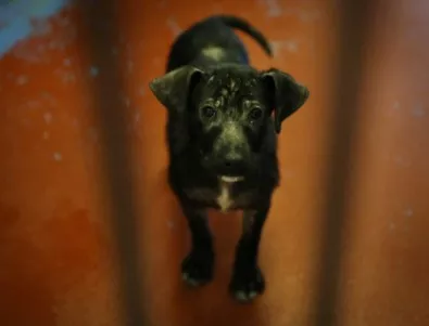 Хиляди бездомни кучета в София са с неизвестна съдба