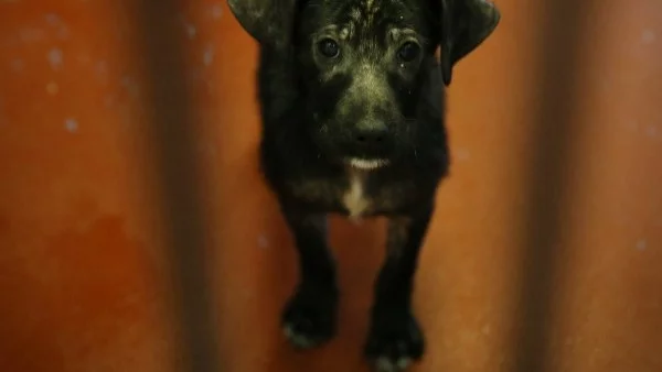 Експерт: Хората не са добре информирани по отношение на животните