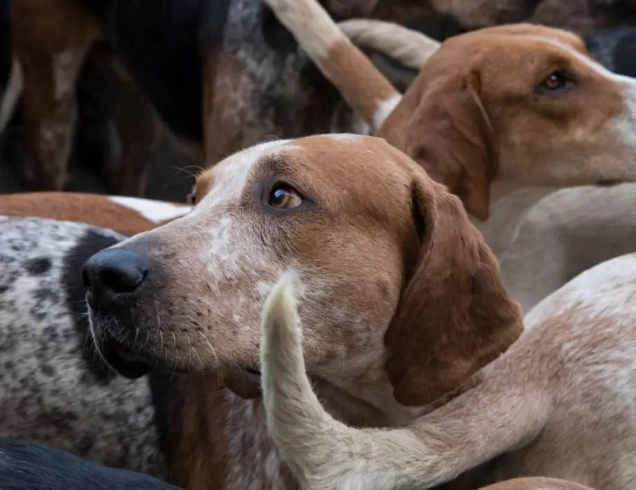 МРРБ предоставя на Кърджали имот за кучешки приют 