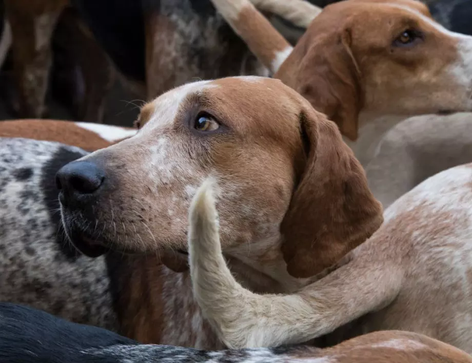 Южнокорейският президент предлага забрана за яденето на кучешко месо
